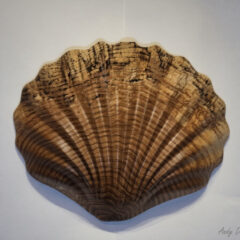 Oak Seashell