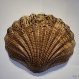 Oak Seashell